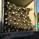 Fresh Fraser Fir Christmas Trees in back of semi truck in Miami Florida