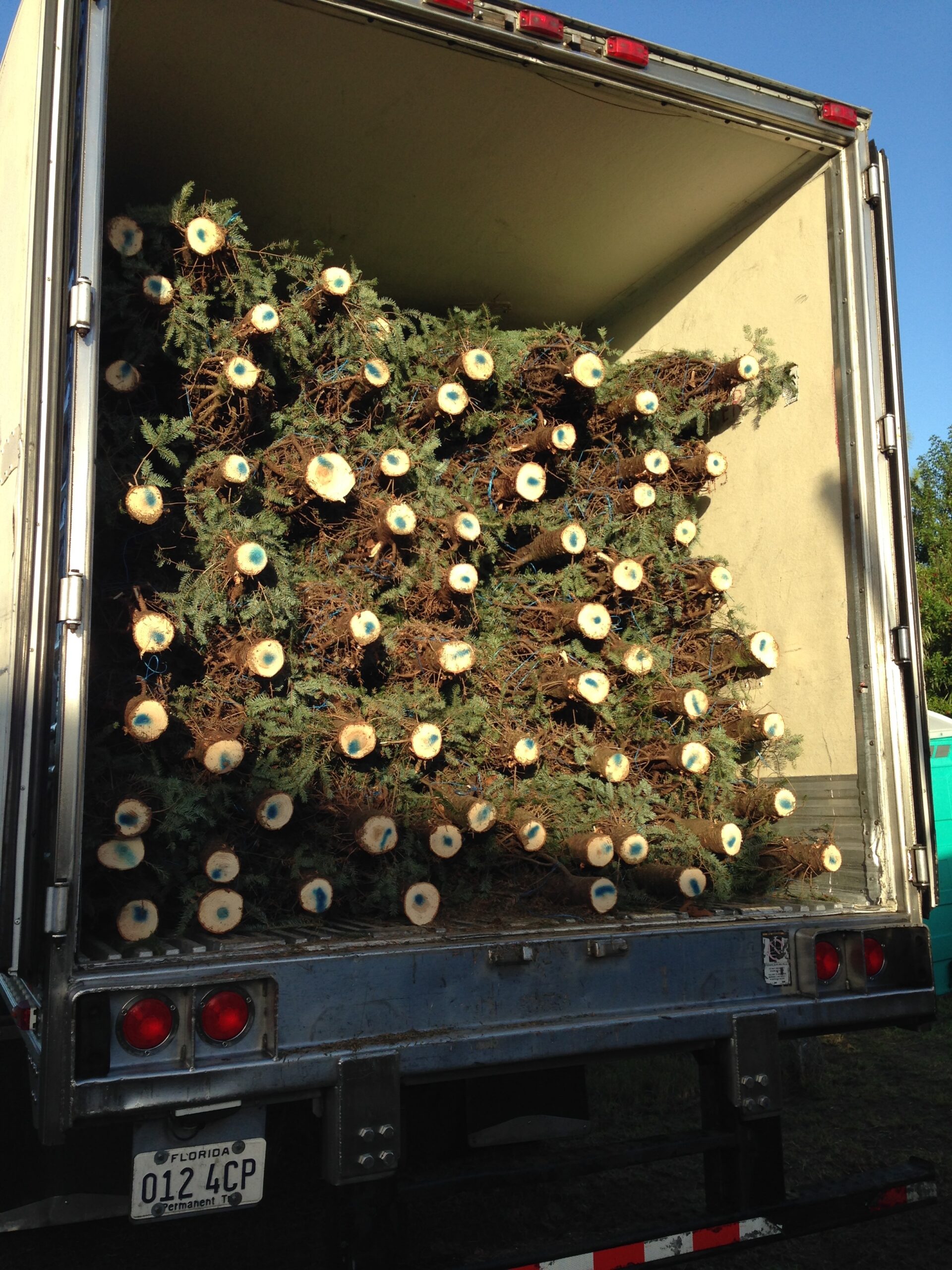 Pictures Jack's Christmas Trees